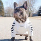 woof-white dog hoodie