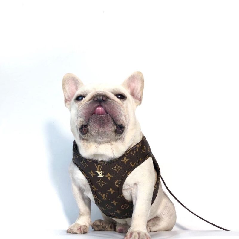 Louis Pup Leather Harness and Leash Set | Paws Circle | Designer Dog  Walking Set