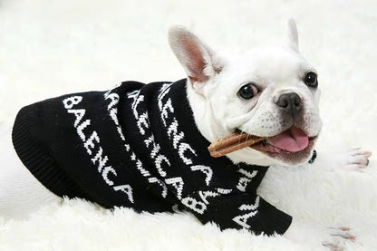 Belenciaga dog knitwear