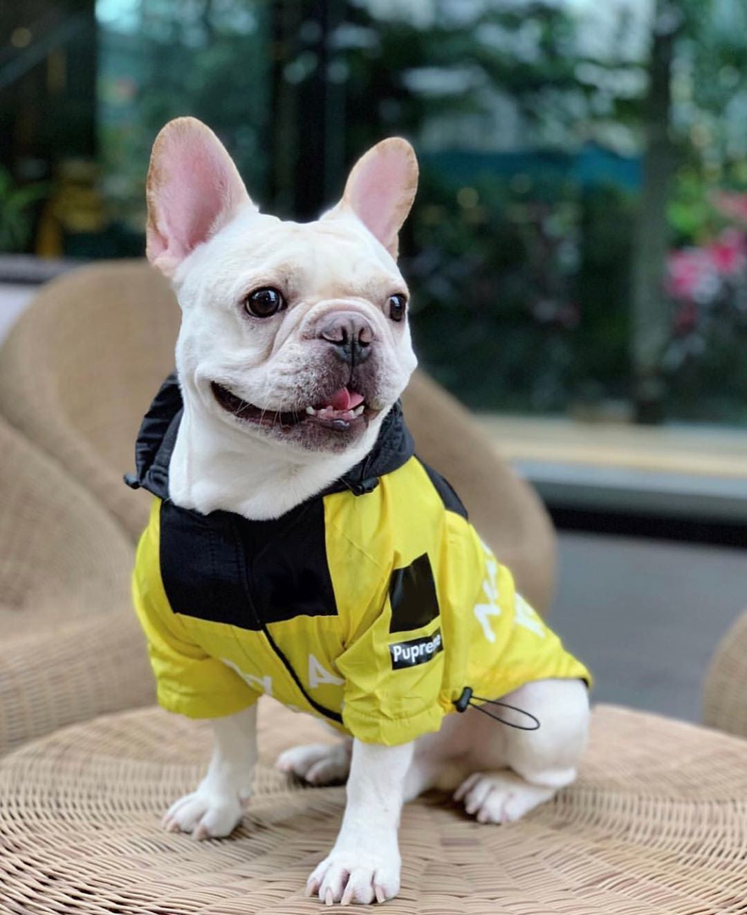 streetwear dog jacket