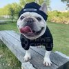 dog beanie and sweater