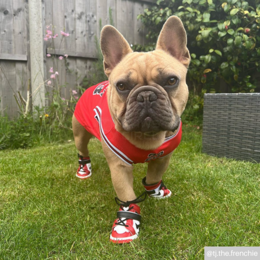 DOG IN JORDAN JERSEY