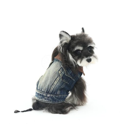 Dog wearing a denim jacket on a white background