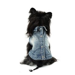 Dog wearing a denim jacket on a white background