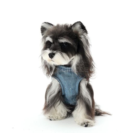 Dog wearing a denim outfit on a white background