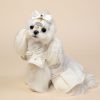 Small white dog wearing a decorative white outfit with a bow on a beige background