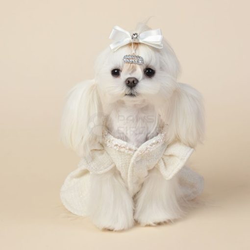 Small white dog wearing a decorative outfit with a bow on a beige background