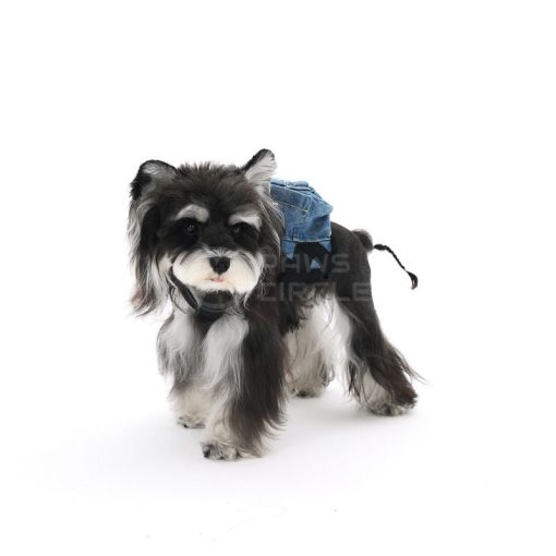 Small dog wearing a denim jacket on a white background