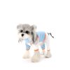 Small dog wearing a blue outfit with orange trim on a white background