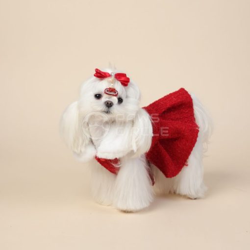 Small white dog wearing a red sweater and bow on a beige background