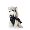 Small dog wearing a black leather jacket on a white background