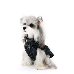 Small dog wearing a black leather jacket on a white background