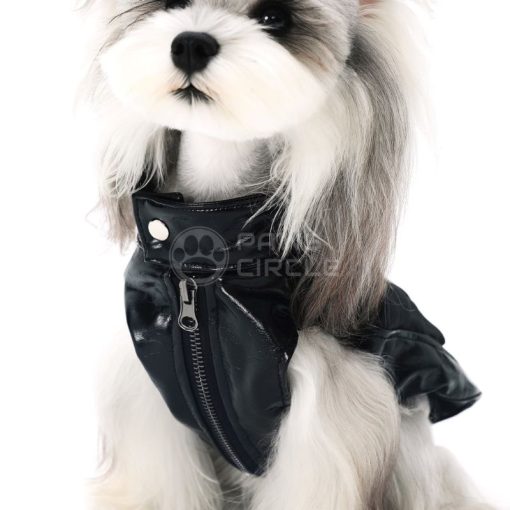 Dog wearing a black leather jacket with a paw print design on a white background