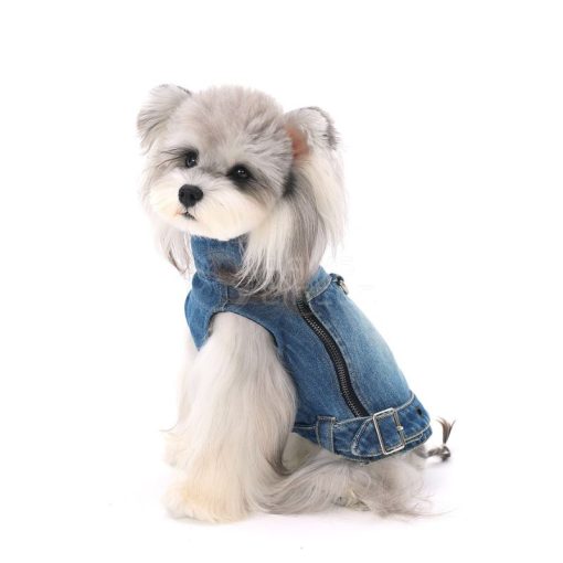 Small dog wearing a denim jacket on a white background