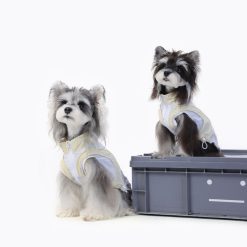 Two small dogs wearing white windbreaker sitting on a gray platform with a white background