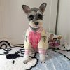 Small dog wearing a pink and beige outfit with Prada logo on a patterned rug.