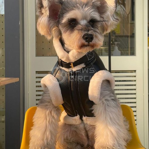 black leather dog jacket