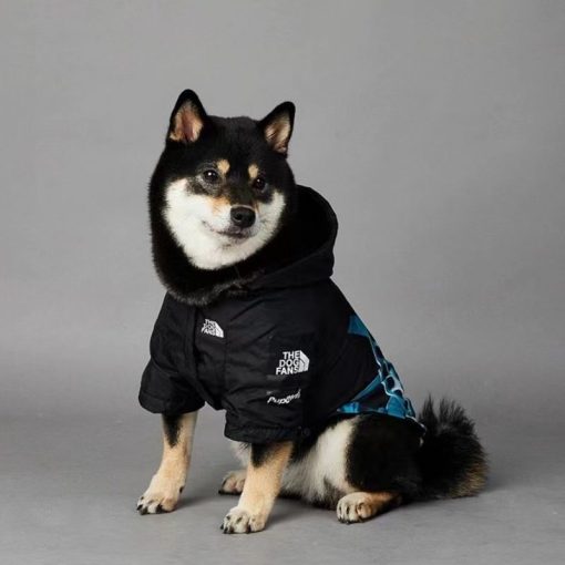 fashion dog