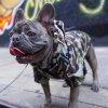 Waterproof dog raincoat in street style