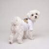 Small dog wearing the white pirate bear dog t-shirt