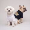 Two small dogs wearing Pawchino Pirate Bear tees