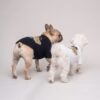 Black and white Pawchino Pirate Bear dog tees in a lifestyle view