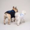 Two small dogs wearing Pawline Anchor graphic tees