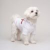 Small dog wearing the white Pupchi Ribbon t-shirt