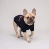 Small dog walking in the black Pupchi Train dog tee