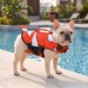 Paws Circle Clownfish Life Vest lifestyle dog swim image 2