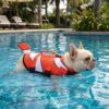 Paws Circle Clownfish Life Vest lifestyle dog swim image 3