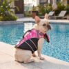 Dog wearing patterned Paws Circle ChinGuard life vest by the swimming pool