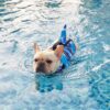 Paws Circle Shark Camo Swim Life Vest lifestyle dog swim image 2