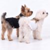 Paws Circle Heritage Heart Ribbon Dog Dress product photo