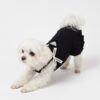 Dog model wearing the Paws Circle Triangle Ribbon Pleated Dog Dress