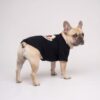 Dog model wearing the Paws Circle Alpine Crest Logo Dog Sweatshirt
