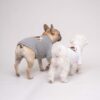 Paws Circle Alpine Crest Logo Dog Sweatshirt product detail